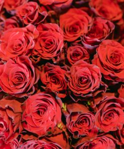 A bunch of red roses