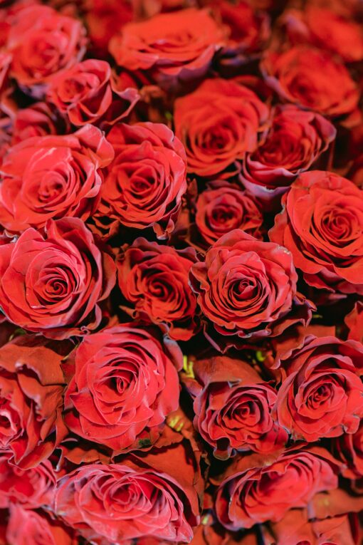 A bunch of red roses