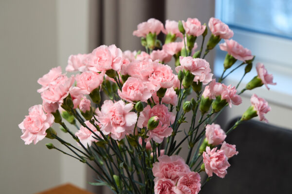 a-beautiful-bunch-of-pink-carnations-600x400