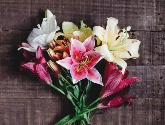 beautiful-colorful-lily-flowersJPG-min-526x400