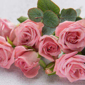 delicate-pink-roses-and-eucalyptus-leaves-forming-2025-02-14-22-47-17-utc-280x280